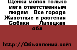 Щенки мопса только мега-ответственным людям - Все города Животные и растения » Собаки   . Липецкая обл.